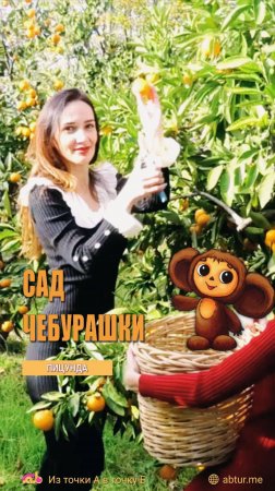 Мандариновый сад Чебурашки. Абхазия.