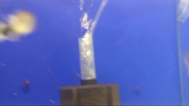 Гуппи канада риббон