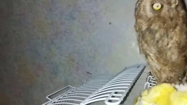 Голос моей совы,и как она выглядит в ночи😘 смотреть онлайн