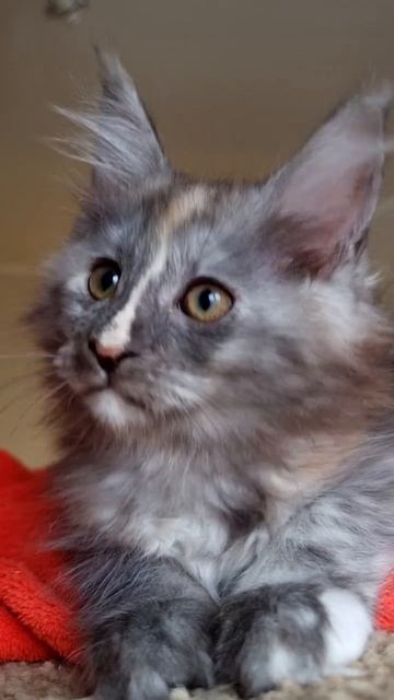 котёнок мейн кун из питомника Страна Гулливеров, gulliver-coon.ru смотреть онлайн