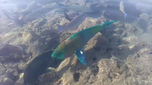 рыбки, море, люди  #tatyana_rauze #животные#стихи