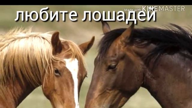 Лошади друг человека смотреть онлайн
