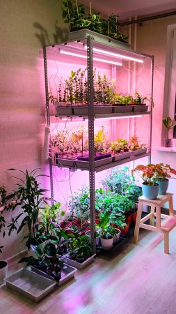 ПЕРЕЕЗД МОЕЙ ОРАНЖЕРЕИ В ФЕВРАЛЕ #plants #растения #эвкалиптыдома