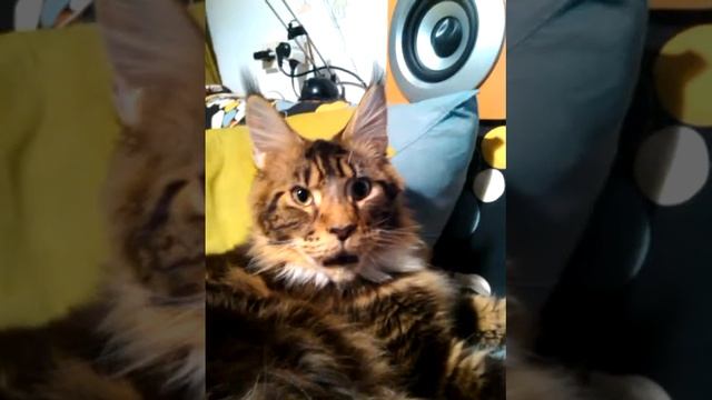 Юный Мейн-Кун 🐱 познаёт звуки природы#кот #коты #cat #cute #мейнкун #мейнкуны #котики #кошки