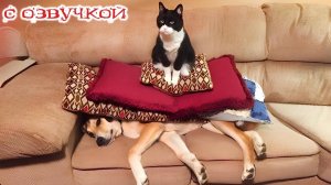 Приколы с котами! Смешные животные С ОЗВУЧКОЙ! Самые смешные коты! ДО СЛЕЗ!