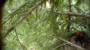 лесная завирушка гнездо