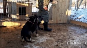 Щенки восточноевропейской овчарки. Питомник КАЛУЖСКИЙ ВИТЯЗЬ.