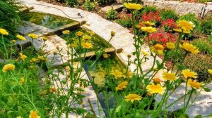 Что выросло в саду из семян Аргирантемума?