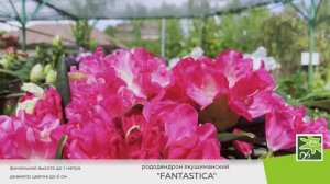 Рододендрон Фантастика - это настоящая фантастика!