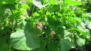 Этот СОРТ ОГУРЦОВ никогда не болеет и завалит ОГОРОД гигантским урожаем