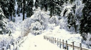 Футаж заставка зимняя, снегопад в лесу