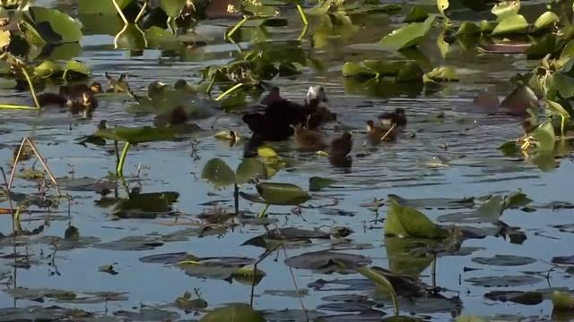 Melancholy by The Lake #Melancholy смотреть онлайн