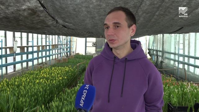Тюльпаны к 8 марта от Россельзохцентра