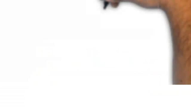 Materia medica | How to select Aloe socotrina in Homeopathy смотреть онлайн