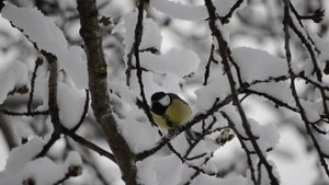 Троицкое. Синица.