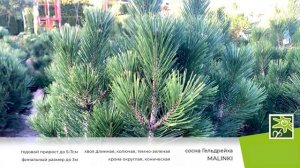 Сосна Гельдрейха Малинки: утонченный сорт