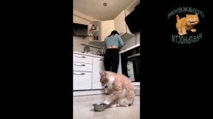 Смешные коты. Кот стучит миской в надежде на завтрак. Озвучка