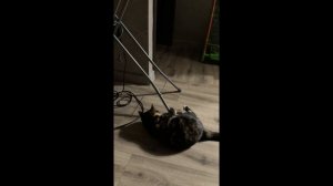 Киска играет с бантиком