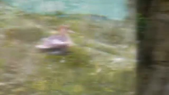 МОНРЕАЛЬ 2011 смотреть онлайн