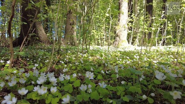 Природа, лес, цветущая ветреница, пение птиц, релакс. смотреть онлайн