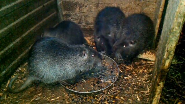 Как кричат нутрии смотреть онлайн