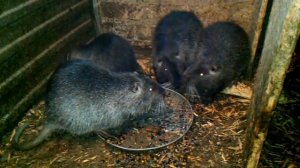 Как кричат нутрии