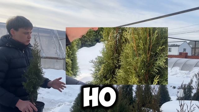 Туя смарагд