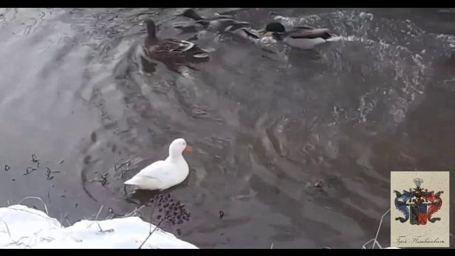 Дикая белая утка. Альбинос. смотреть онлайн