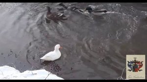 Дикая белая утка. Альбинос.