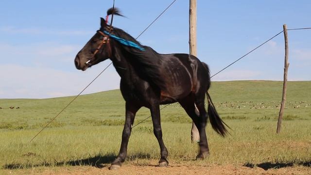 Магнай халтар смотреть онлайн