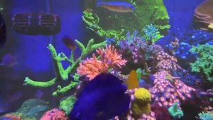 Морской аквариум Piratereef краткий обзор ☠️