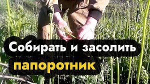 Как сорвать папоротник - как замочить и засолить папоротник