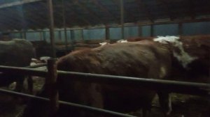 Корова для начинающих. Дудка