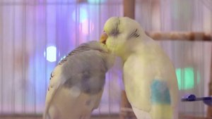 Новогоднее пение волнистых попугаев Тоши и Ксюши