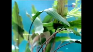 Заставки (Бибигон, 2007-2010)