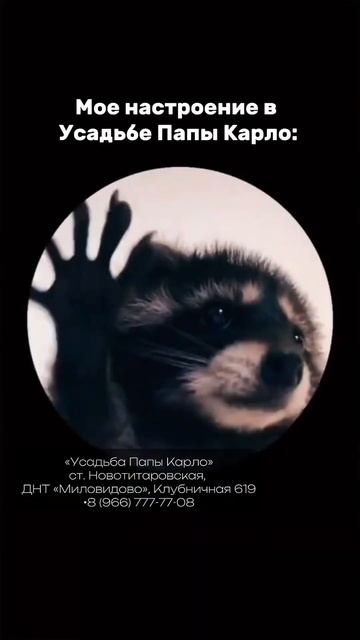 #краснодар #отдых #отель #мем #енот #юмор #танцы #обзор #базаотдыха #курорт #смех #обзор смотреть онлайн