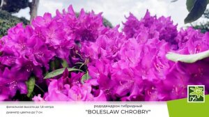 Рододендрон Болеслав Хробры: описание сорта