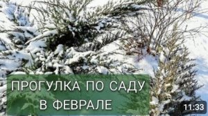 ПРОГУЛКА ПО САДУ В ФЕВРАЛЕ. 15.02.2025г.