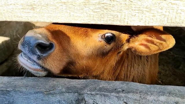 Крупный рогатый скот, телочку показываю под музыку! КРС на хоз дворе. смотреть онлайн