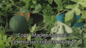 "Мармеладный" скороспелый сорт арбуза для открытого грунта Сибири семена на сайте скороспелка.рф