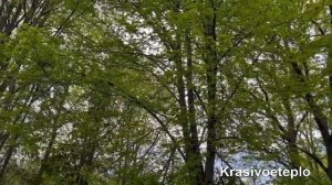 Пение птиц волшебная музыка природы #пениептиц #природа