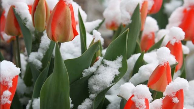 JOZEPH-FETADEH смотреть онлайн