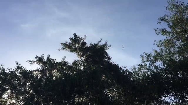 Бульвар. Пение Дроздовидной камышовки смотреть онлайн