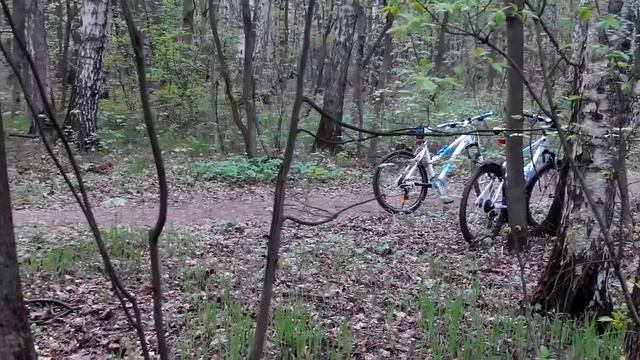 Тишина в лесу смотреть онлайн