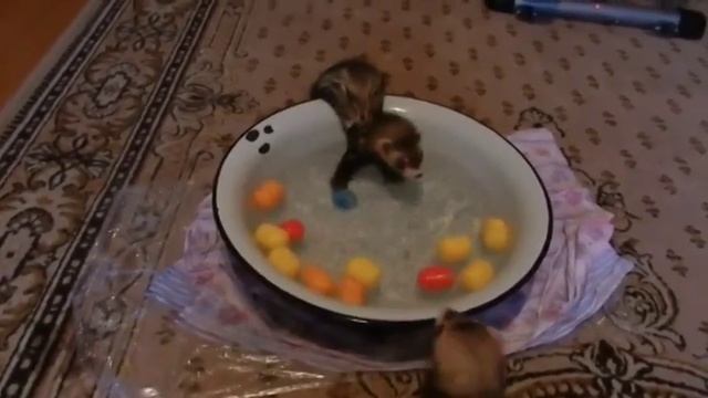 домашние любимцы