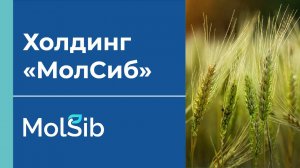 Холдинг МолСиб
