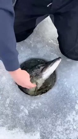 Отличный трофей 🐟🎣