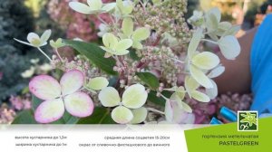 Гортензия Пастельгрин - уникальный и абсолютно обворожительный сорт