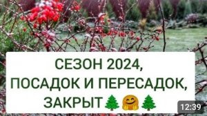 СЕЗОН 2024, ПОСАДОК И ПЕРЕСАДОК, ЗАКРЫТ 🌲🤗🌲. 16.11.2024г.