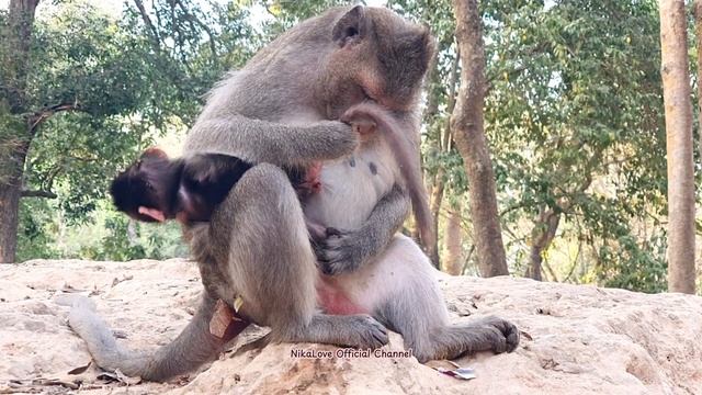 #Monkey just new born and drink milk #Обезьянка только что родилась и пьет молоко  #生まれたばかりの猿がミルクを飲